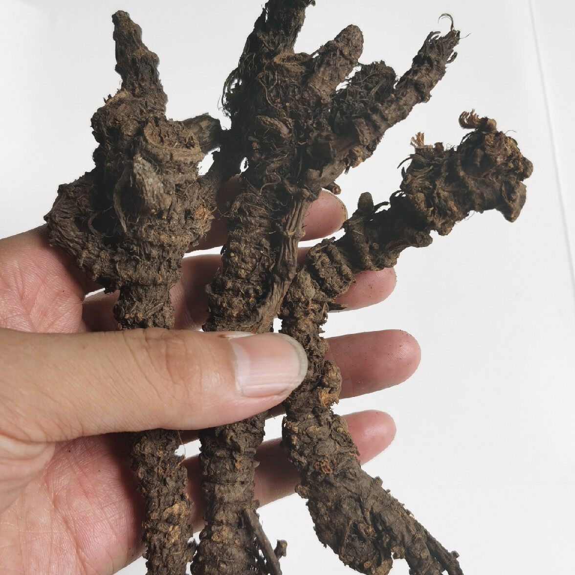 精品中药药纯野生羌活500克包邮特级无硫蚕羌其他药食同源食品