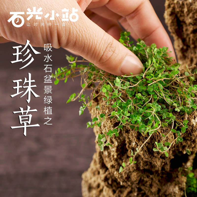 吸水石上水石盆景假山珍珠草 植物金钱麻陆地生小草绿植攀爬喜水