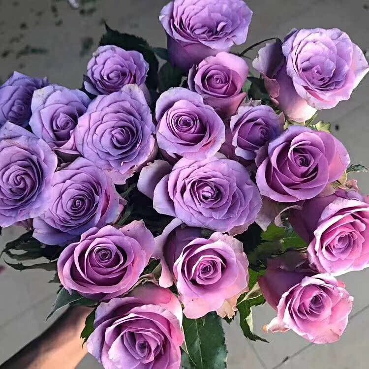 新品月季 紫霞仙子进口大花月季 切花 欧月 庭院阳台玫瑰原土发货