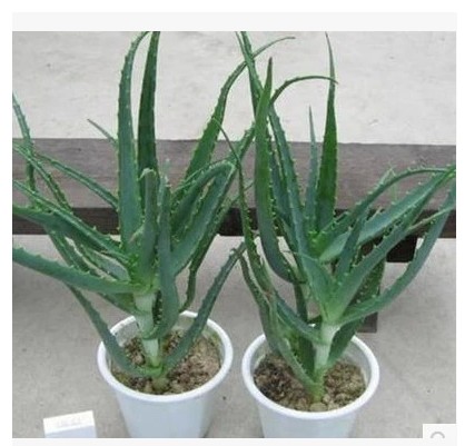 芦荟龙爪绿植药用花卉木立芦荟木剑小木盆栽绿植