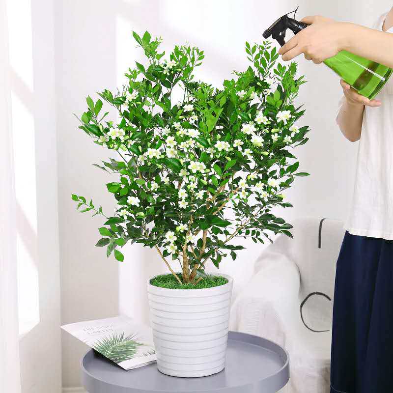 九里香盆栽浓香四季花卉植物室内外净化空气七里香树苗时令草本花卉