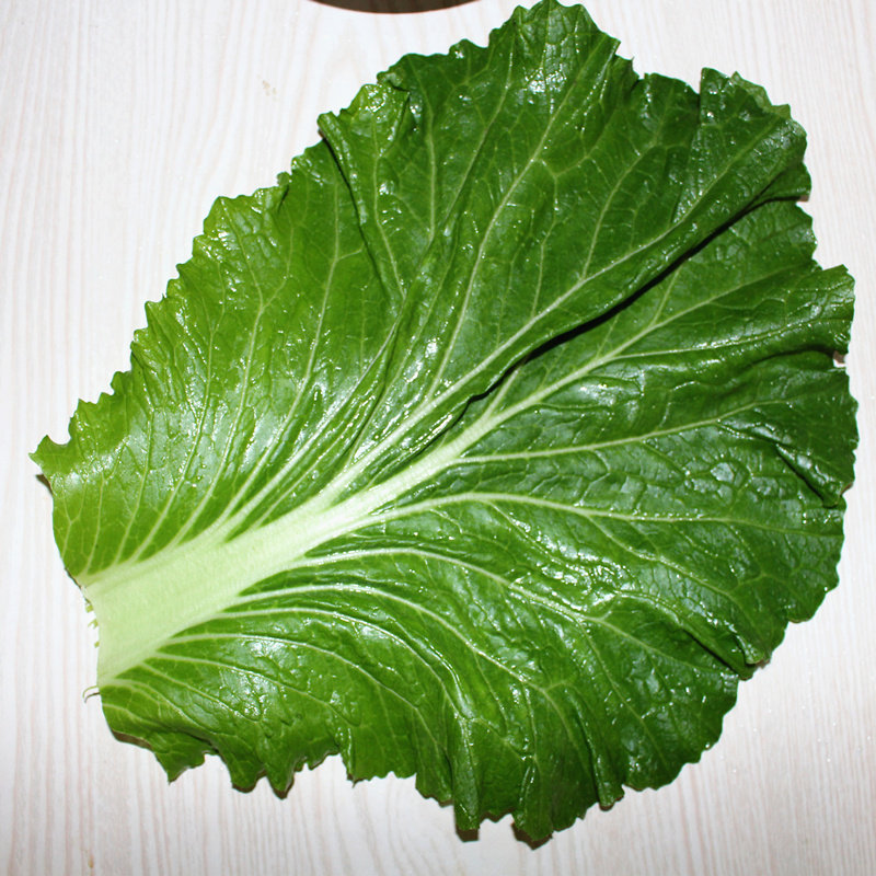 东北白菜叶新鲜白菜叶饭包菜叶农家蔬菜白菜叶一份20片包邮现摘