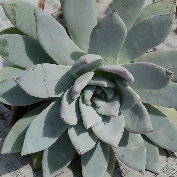 幺幺多肉园艺象牙莲多植物防辐射多肉植物
