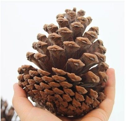 装饰松果松球松塔摆件油松干花松树圣诞节节日干花