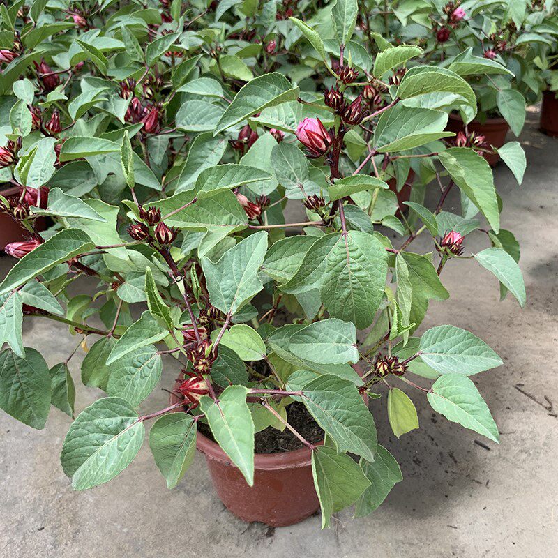 红桃盆栽玫瑰茄苗花苞洛神花苗庭院阳台花卉时令草本花卉