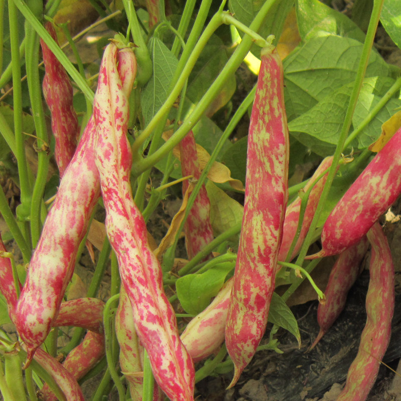 农家雀蛋1斤花生新货自种红花豆奶花豆芸豆红豆