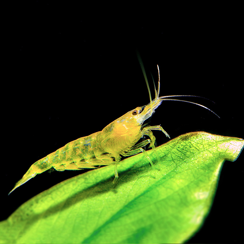 金米黄金米观赏活体免邮金背黄虾免邮包邮米虾黑虾