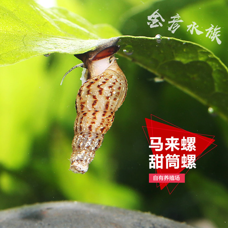 观赏马来螺甜筒活化鱼缸水族箱藻螺工具宠物满赠包螺