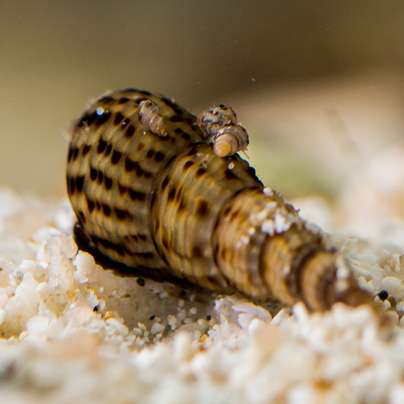 观赏马来螺甜筒活化鱼缸水族箱藻螺工具宠物满赠包螺