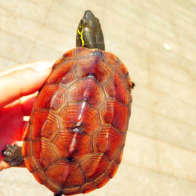 纯种草龟顺丰乌龟观赏龟苗越南精品中华石金线龟