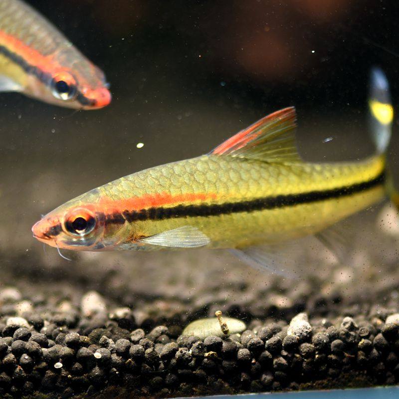 热带观赏鱼一眉道人淡水淡水鱼鱼草缸群游鱼好养鱼