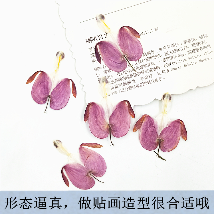 荷包花 贴脸花瓣妆干花压花押花台灯 植物标本幼儿园儿童手工书签