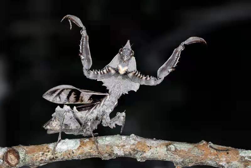 螳螂宠物中南拟睫二龄幼体枯叶活体现货包风险特色爬宠