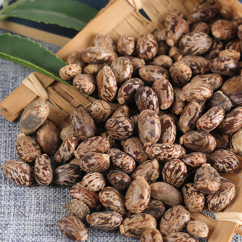 蓖麻中药材店铺黑皮麻子50克新鲜籽仁种子其他药食同源食品