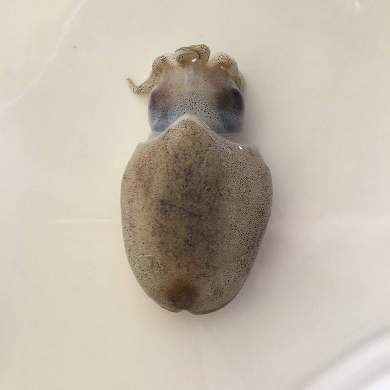 新鲜墨鱼仔鲜活小墨鱼野生墨斗鱼海鲜水产小乌贼冷冻墨鱼章鱼籽乌