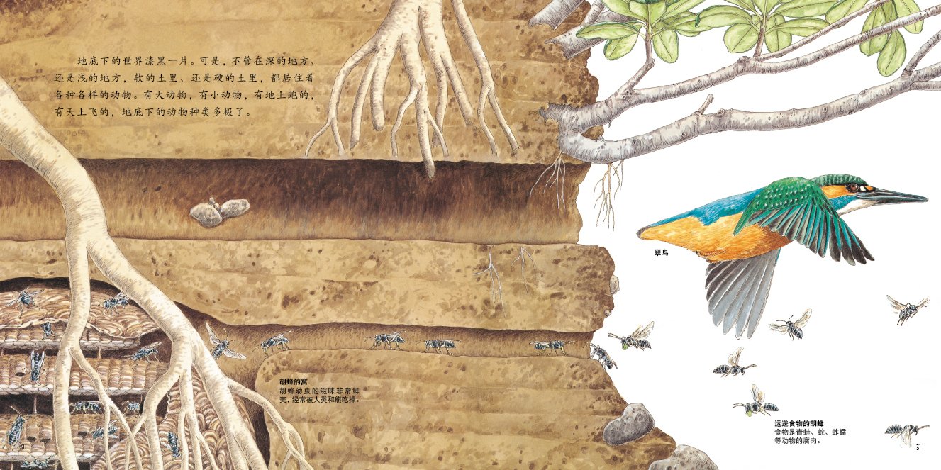 地底下的动物(精)儿童读物绘本图书启发 亲子阅读 宝宝启蒙认知早教