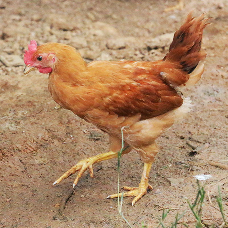 苏北农村散养童子鸡土鸡小公鸡柴鸡草鸡杀活鸡农家散养笨鸡发活鸡