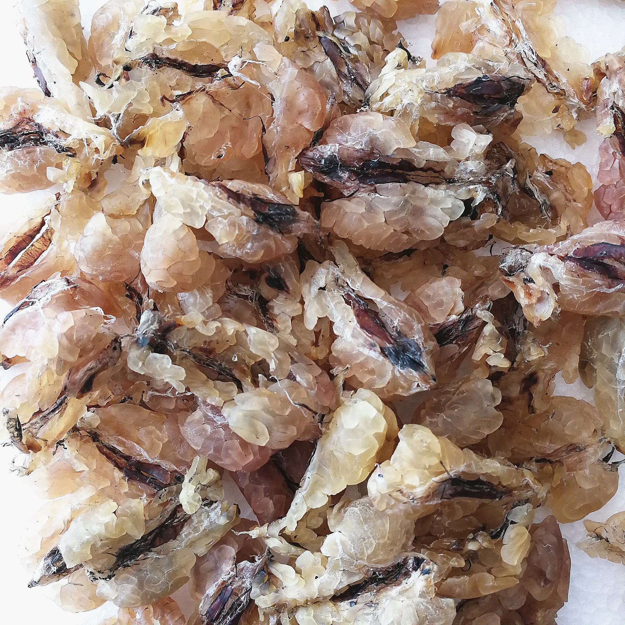 东北林蛙 林蛙油雪蛤油 正品 雪蛤干 蛤蟆油长白山正品林蛙油26克