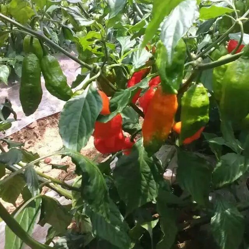 魔鬼印度德宏涮涮断魂死神变态象鼻辣椒50克辣椒粉料