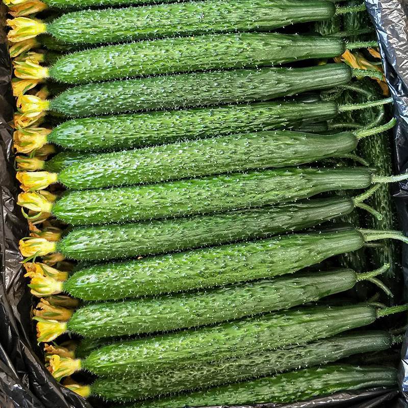 博美9号黄瓜种子绿皮油亮绿瓤肉厚高产抗病家庭园艺种子