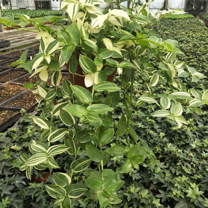 吊兰鸭舌盆栽室内甲醛净化空气绿植四季常绿植物好养绿植