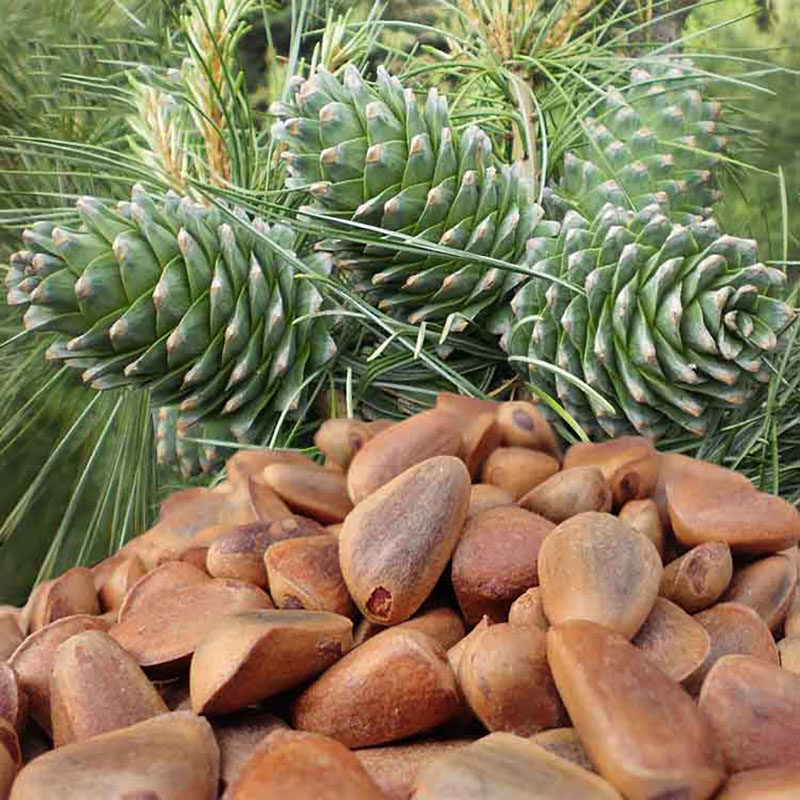 长白山野生松子东北红松子松塔籽海松子生松籽500克两斤起送钳子 - 爱