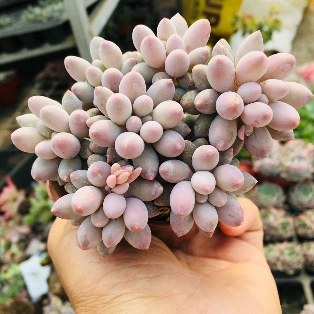 婴儿手指多肉群生老桩植物一物一拍全店38包邮多肉植物