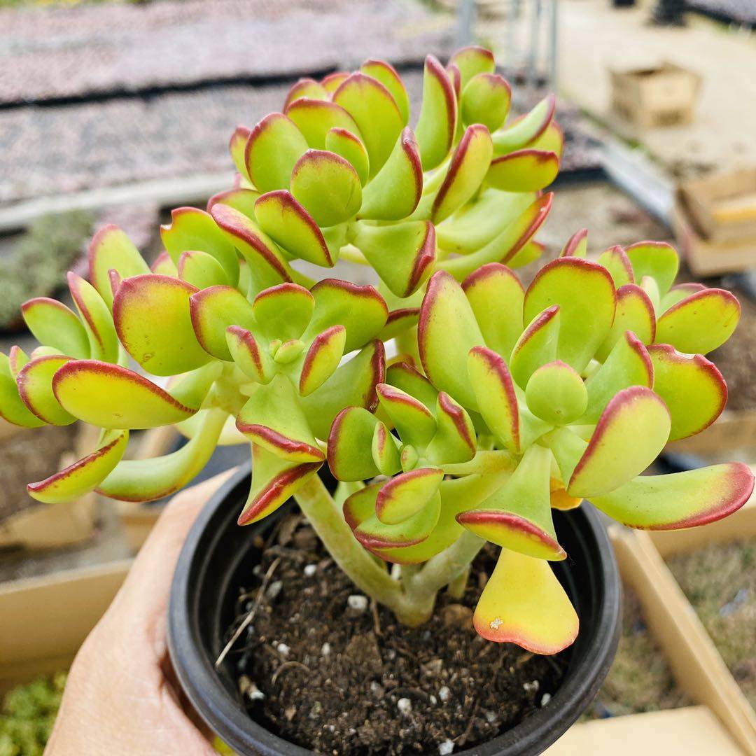 达摩宝珠多肉植物大株老桩群生多头室内肉肉童话原因全店满38包邮