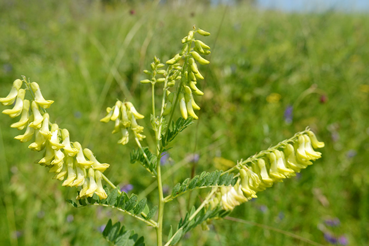 东北大兴安岭野生黄芪新货250克包邮实惠养生茶