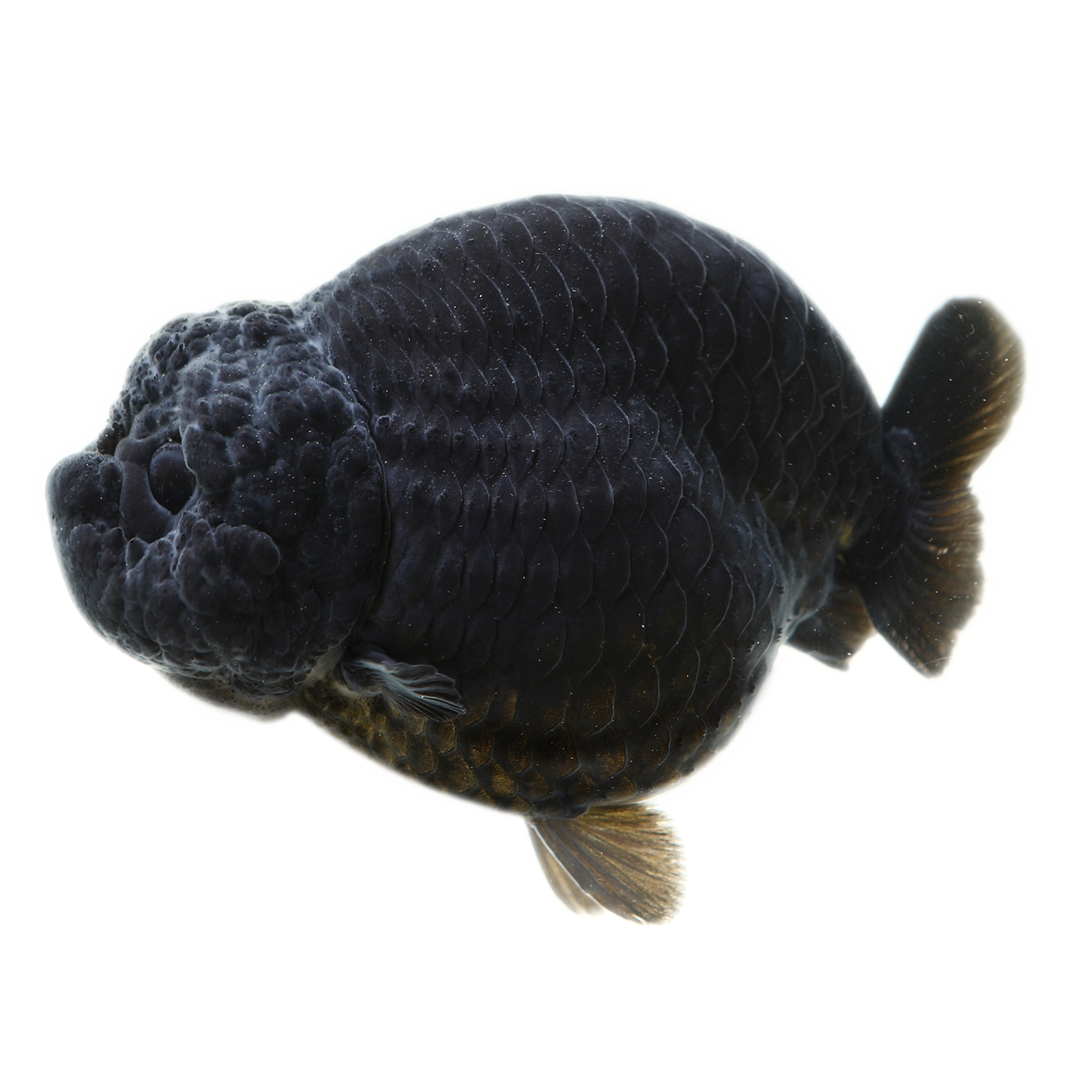 兰寿金鱼精品潘氏小尾观赏鱼活体淡水冷水好养鱼