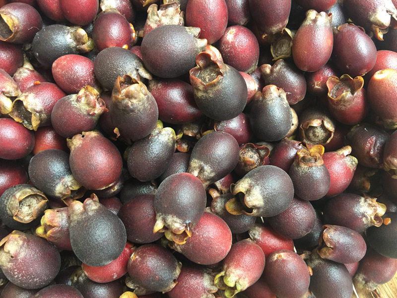 500g多尼现摘现发野生山捻子果山稔子新鲜桃金娘岗捻子稔籽泡酒