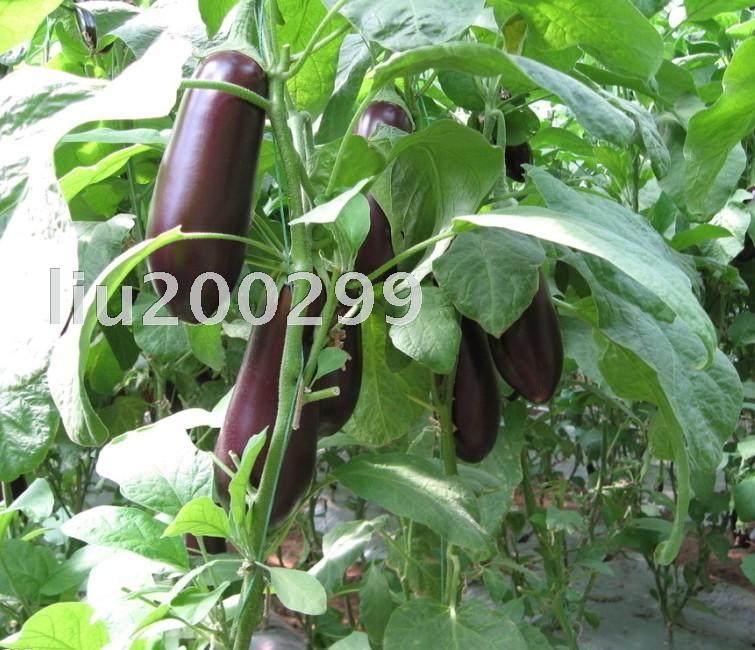 南瓜茄子海姐家姐家江西特产荷叶辣椒包邮其它