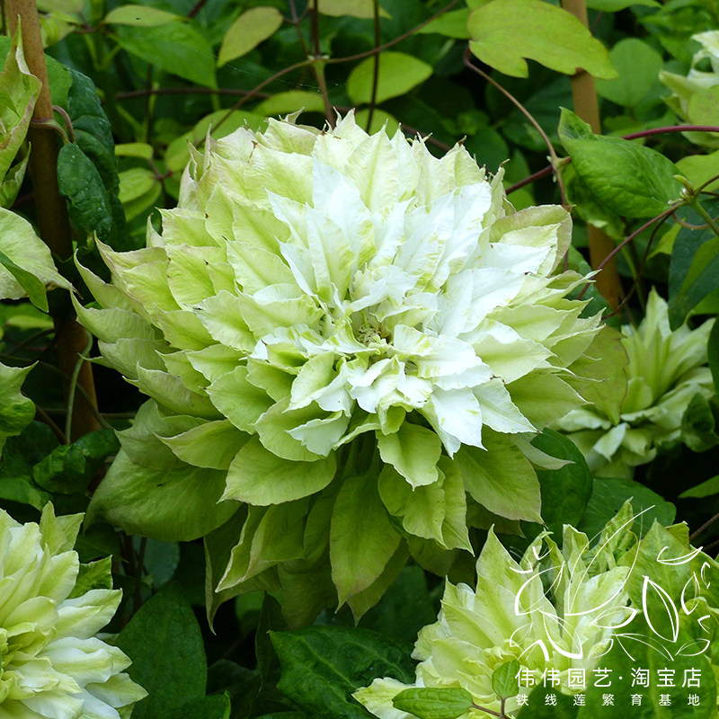 伟伟园艺化为千风铁线铁线莲莲森之风风之森林时令草本花卉