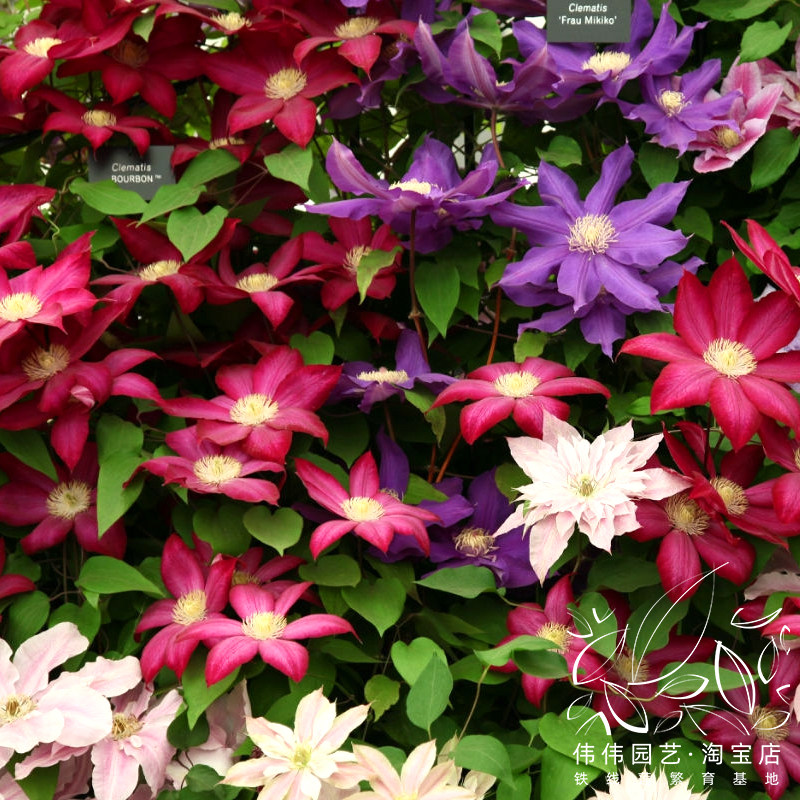 伟伟园艺波旁王朝铁线莲红色大花专利专利品品种时令草本花卉