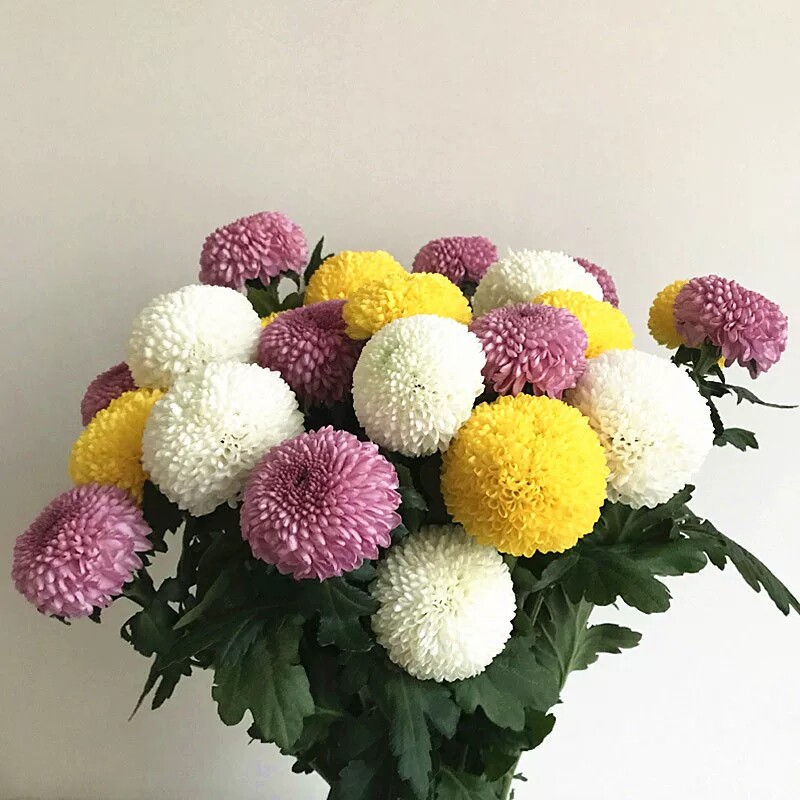 鲜花直批乒乓乒乓球球型菊云南昆明基地直发鲜花卉
