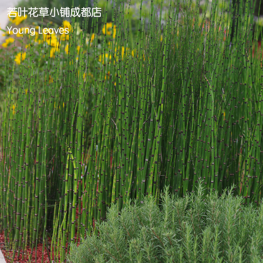 木贼北美巨型直立耐寒equisetumhyemale盆栽笔杆宿根宿根
