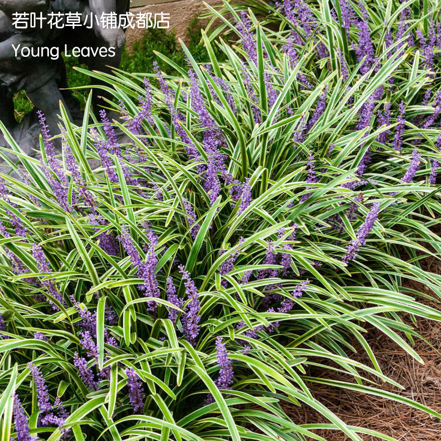 金叶金边麦冬阔叶宽叶liriopemuscarivariegata斑叶盆栽宿根