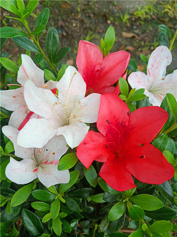 皋月五彩夏娟一树多色色系花卉稀有名贵杜鹃绿植