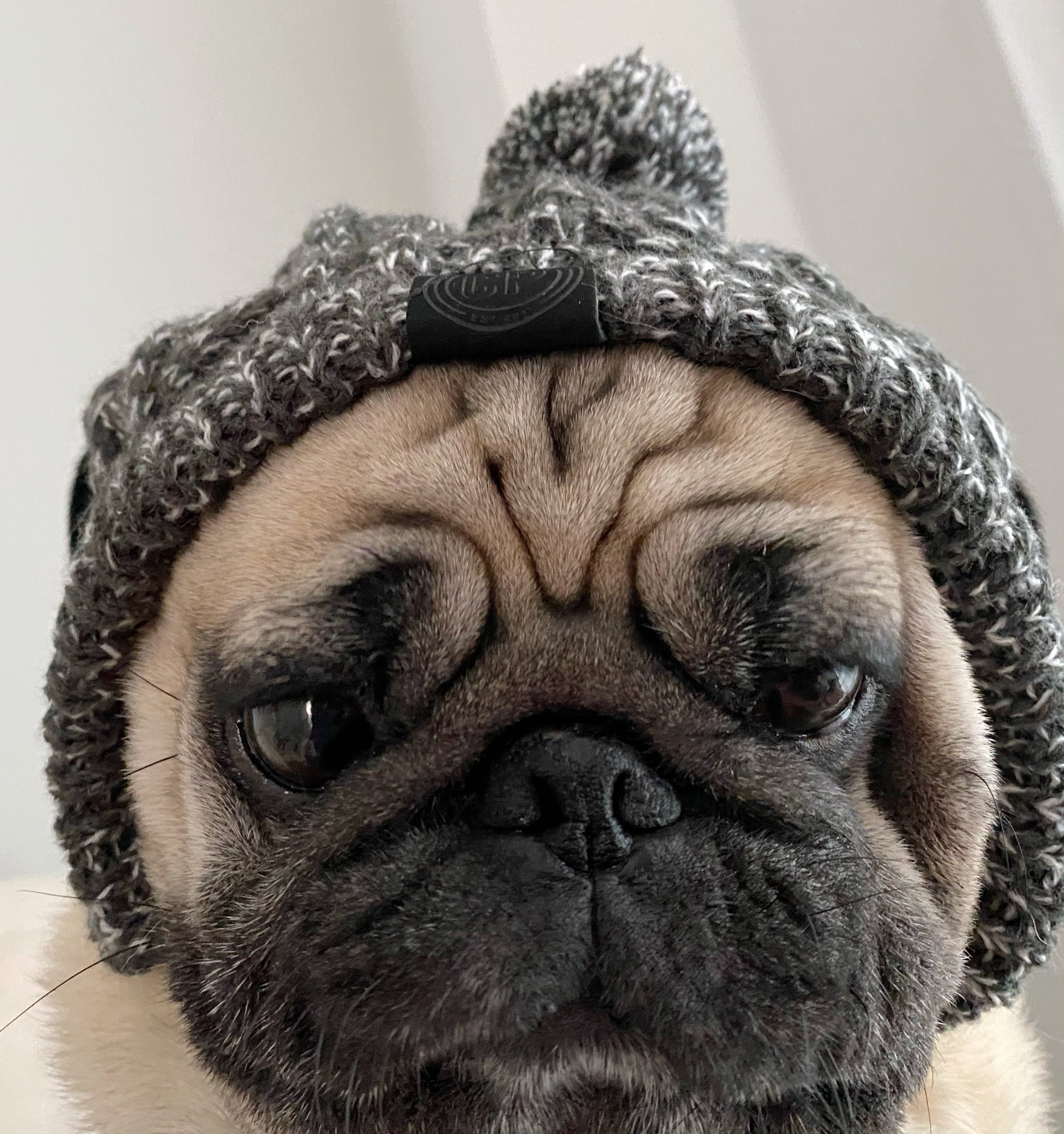 帽子狗狗毛线法斗巴哥宠物宠物狗ins秋冬保暖帽子