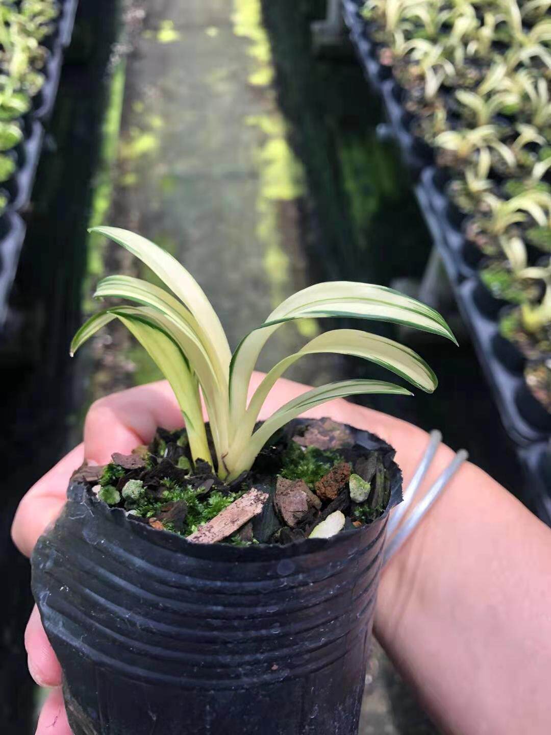 中透墨兰兰花矮种黄金达摩植物草本趣味卧室时令草本花卉