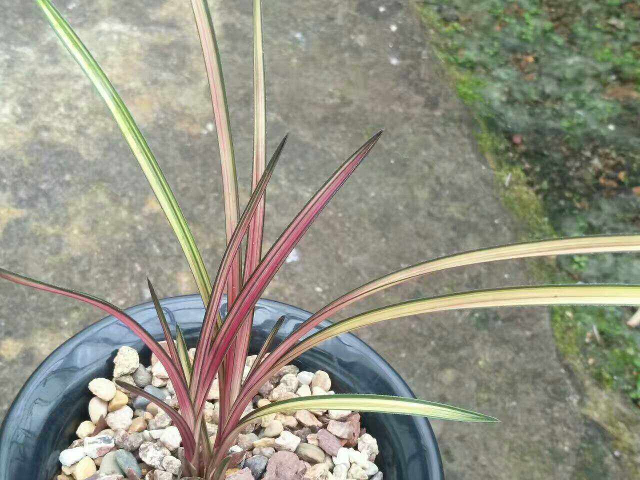 极品兰花蕙兰稀有品种本园独有中透线艺秀妃时令草本花卉