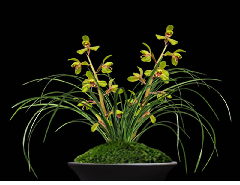 兰花花苗无花花苞盆栽植物室内名贵蕙兰元字时令草本花卉