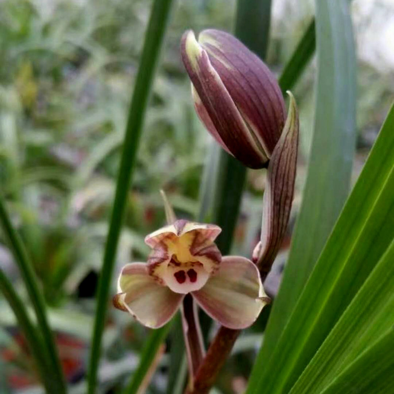 当年开花兰花花苗盆栽好发发货春剑圆月亮漏风花卉