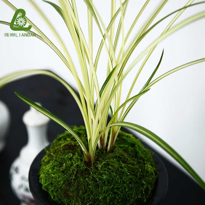 莲瓣北极星兰草兰艺草白中斑艺花叶双艺双艺高端时令草本花卉