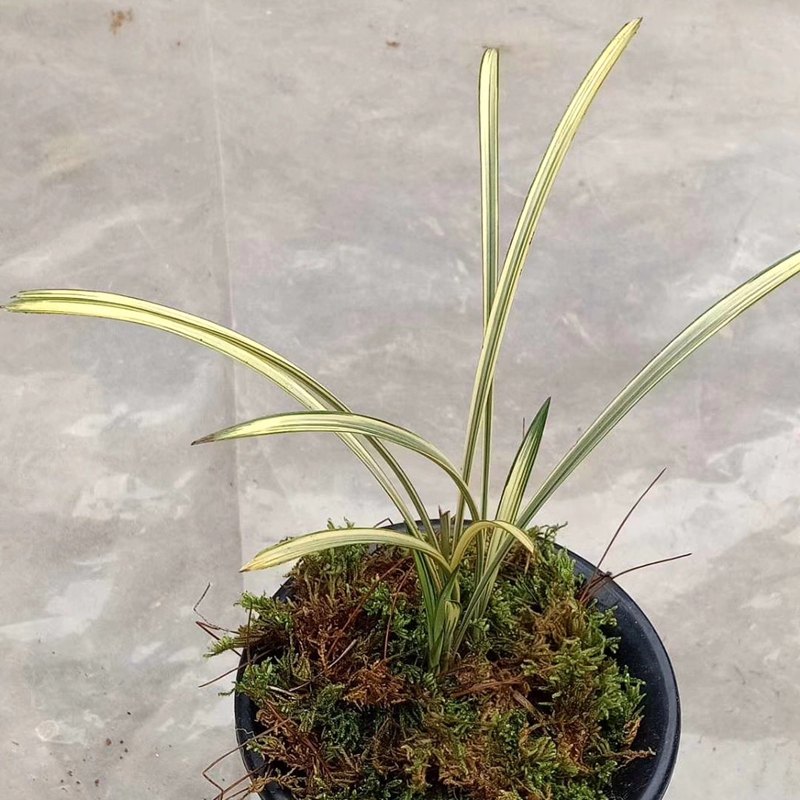 老种蕙兰中透九龙呈祥艺线艺兰兰花庭院书房时令草本花卉