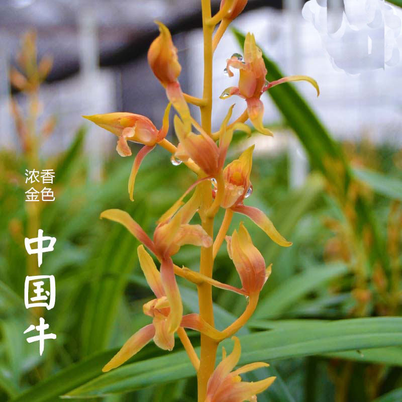 中国国牛金屋藏娇名贵墨兰兰花金黄色稀有叶兰花苗时令草本花卉