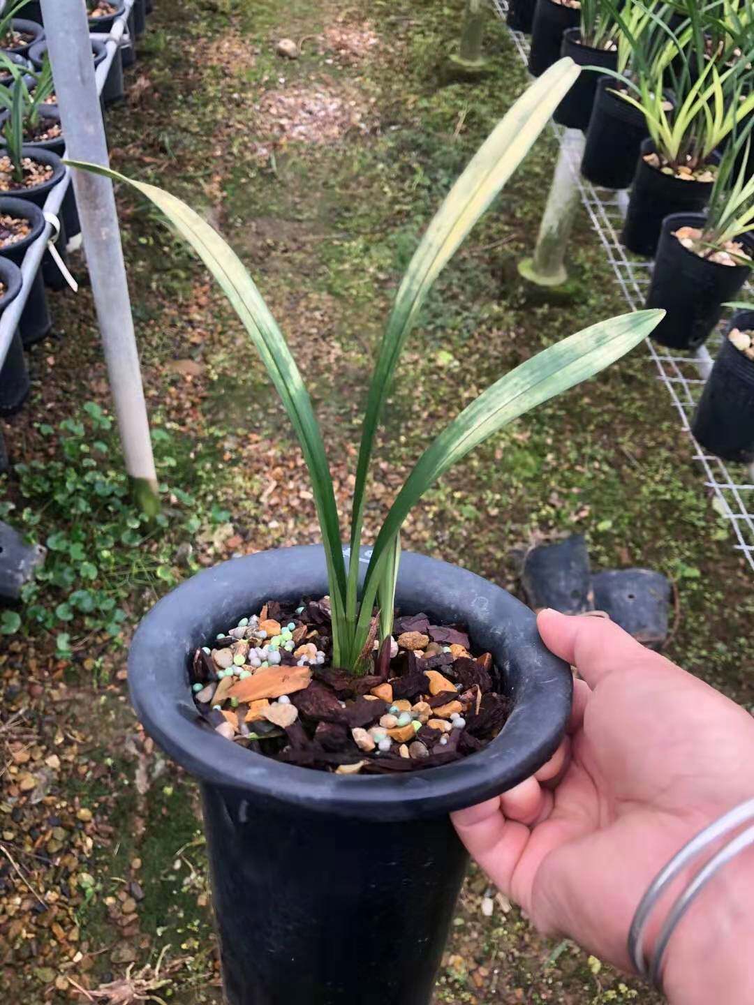 兰花超靓矮种四季兰建兰虎斑艺唐伯虎室内花卉时令草本花卉
