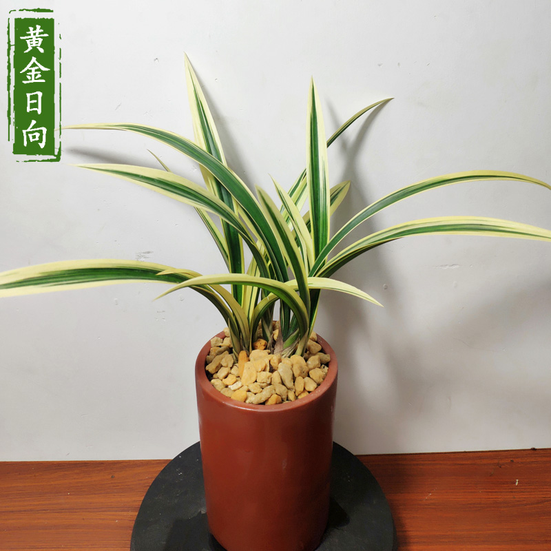 墨兰矮种兰花开花前后春节植物观花室内黄金日时令草本花卉