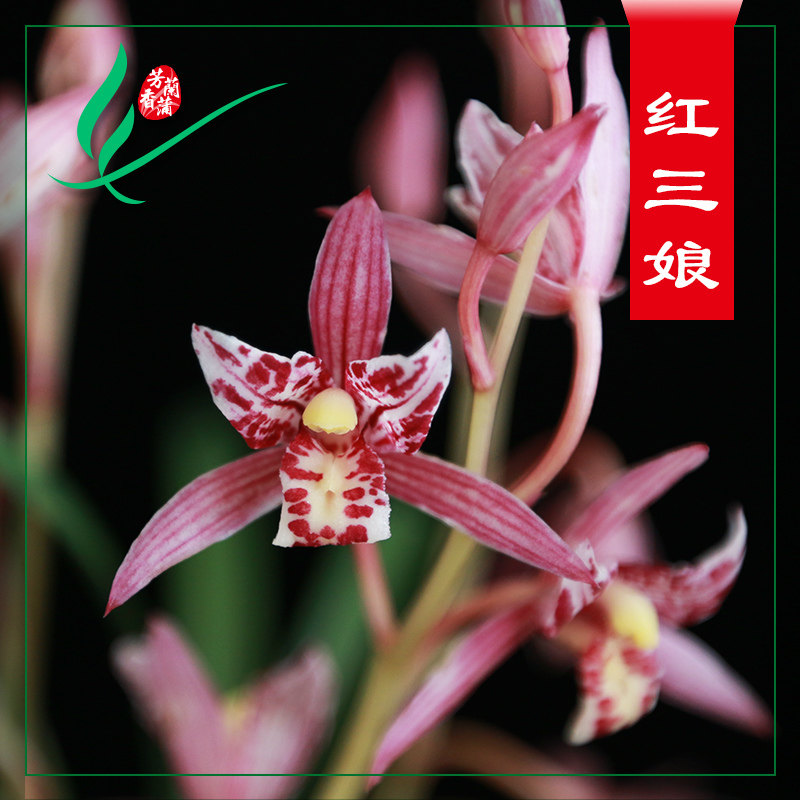 清仓价正品兰花苗建兰四季兰红三娘浓香花卉时令草本花卉