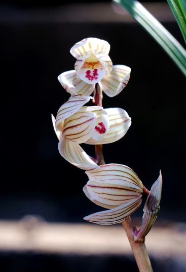 兰花花冠类型图片